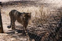 Gepard