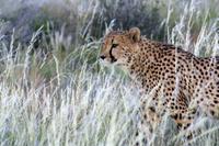 Gepard