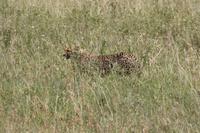 Geparden in der Serengeti