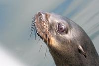 Gestatten, Bubble