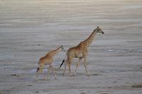 Giraffen (1)