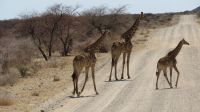 Giraffen AiAiba