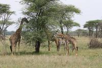 Giraffen in der Serengeti