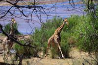 Giraffen