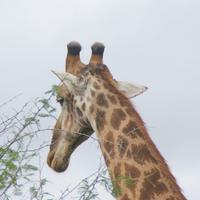 Giraffenbulle