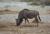 Gnu