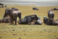 Gnus