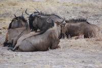 Gnus