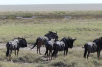 Gnus