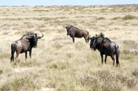 Gnus