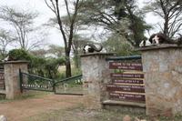 Goodbye Serengeti