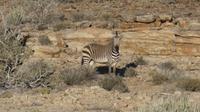 Hartmann Bergzebra
