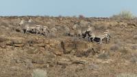 Hartmann Bergzebras