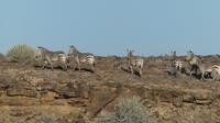 Hartmann Bergzebras