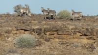 Hartmann Bergzebras
