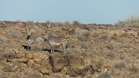 Hartmann Bergzebras