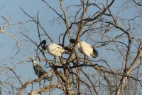 Heiliger Ibis