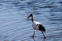Heiliger Ibis