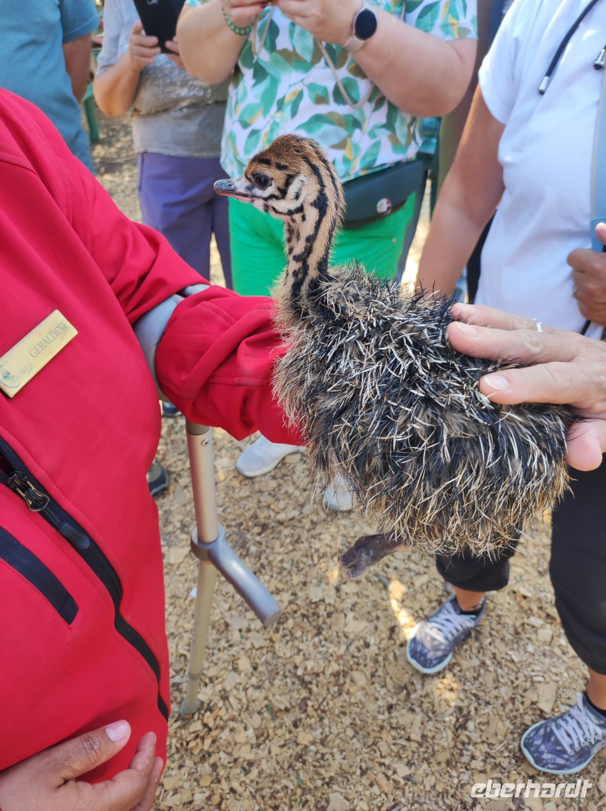 Highgate-Ostrich-Farm (Straußenfarm) - Südafrika