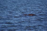 Hippo (2)