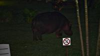 Hippo-Besuch