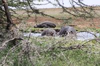 Hippo-Pool im Lake Manyara Nationalpark
