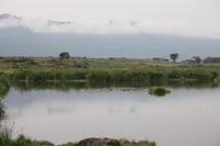 Hippo-Pool im Ngorongoro Crater
