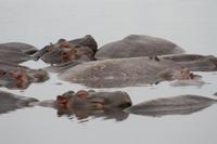 Hippo-Pool im Ngorongoro Crater
