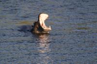 Hippo