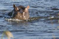 Hippo