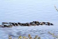 Hippos im Chobe