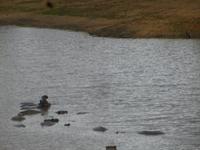 Hippos im Krüger