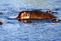 Hippos