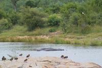 Hippos