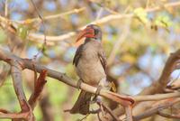 Hornbill (2)