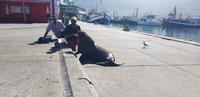 Hout Bay - Seal Island Tour