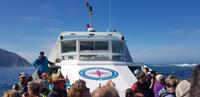 Hout Bay - Seal Island Tour
