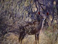Hwange NP - Kudu