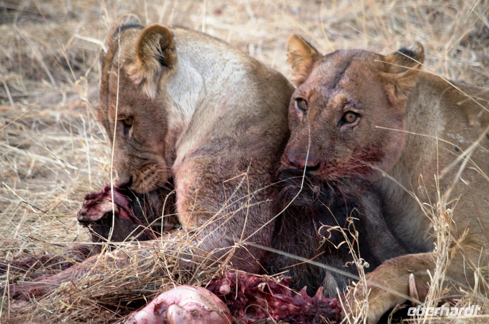 Hwange NP - Löwen