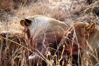 Hwange NP - Löwen