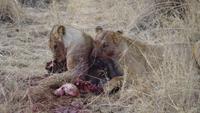 Hwange NP - Löwen