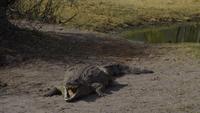 Hwange NP - Nilkrokodil