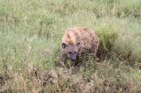 Hyäne in der Serengeti
