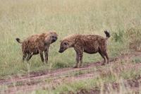 Hyänen in der Serengeti