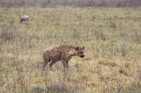 Hyänen-Familie im Ngorongoro Crater