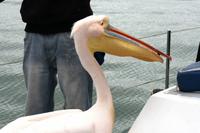 IMG_0545