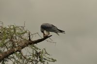 IMG_1367.JPG