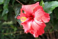 IMG_6730