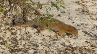 Im Busch am Zambezi - Manguste