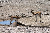 Im Etosha NP